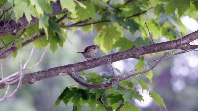 Henslow's Sparrow - ML622077563