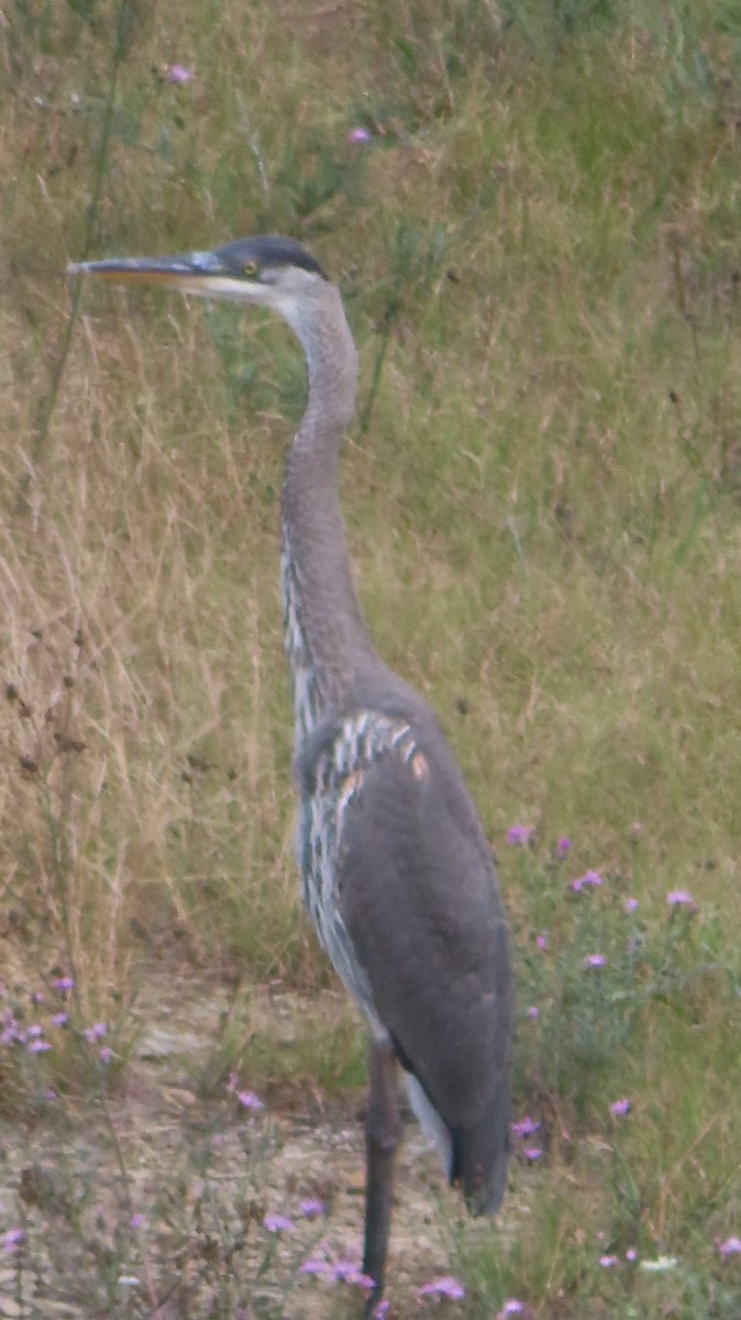 Great Blue Heron - ML622077605