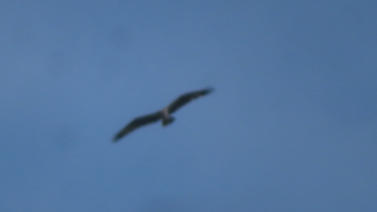 Osprey - ML622077609