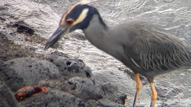 Yellow-crowned Night Heron (Galapagos) - ML622077616