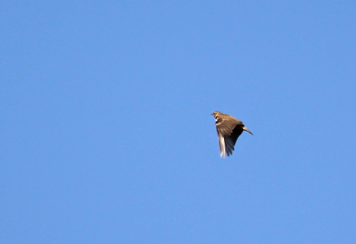 Wood Lark - Jonathan Farooqi