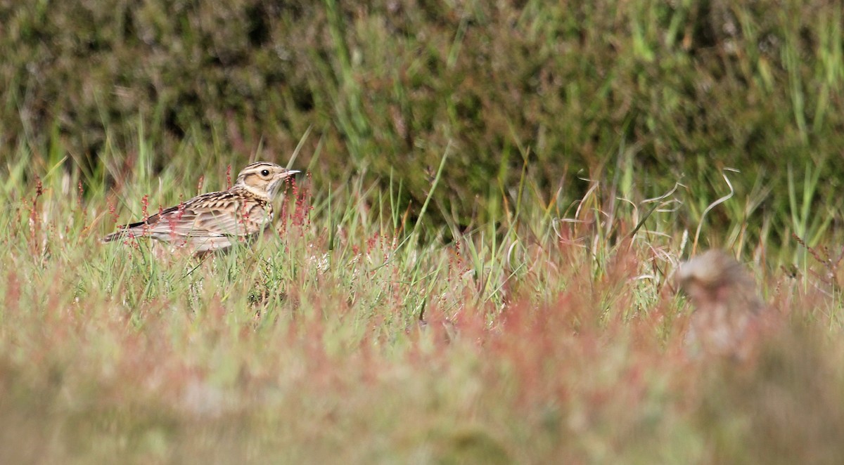 Wood Lark - ML622077638