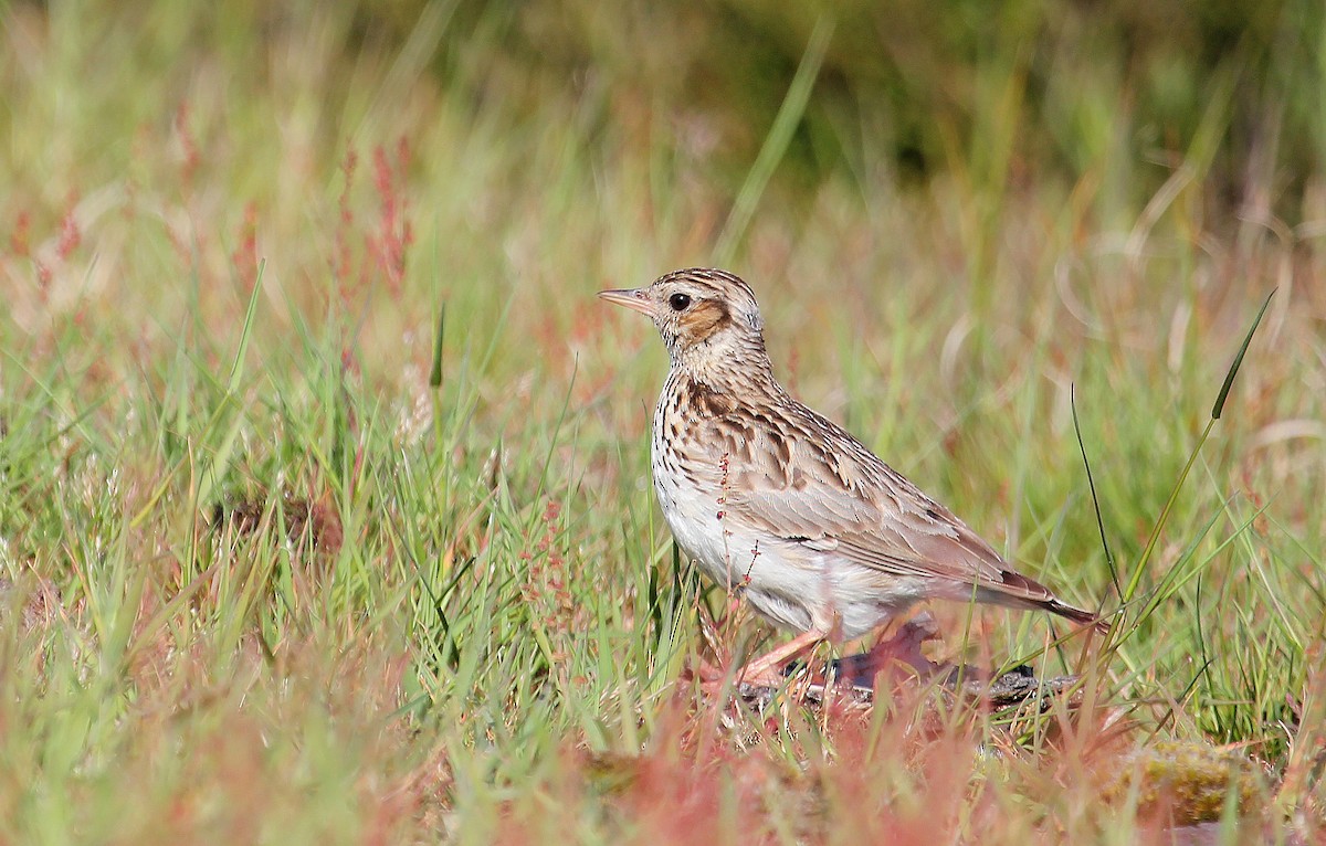 Wood Lark - Jonathan Farooqi