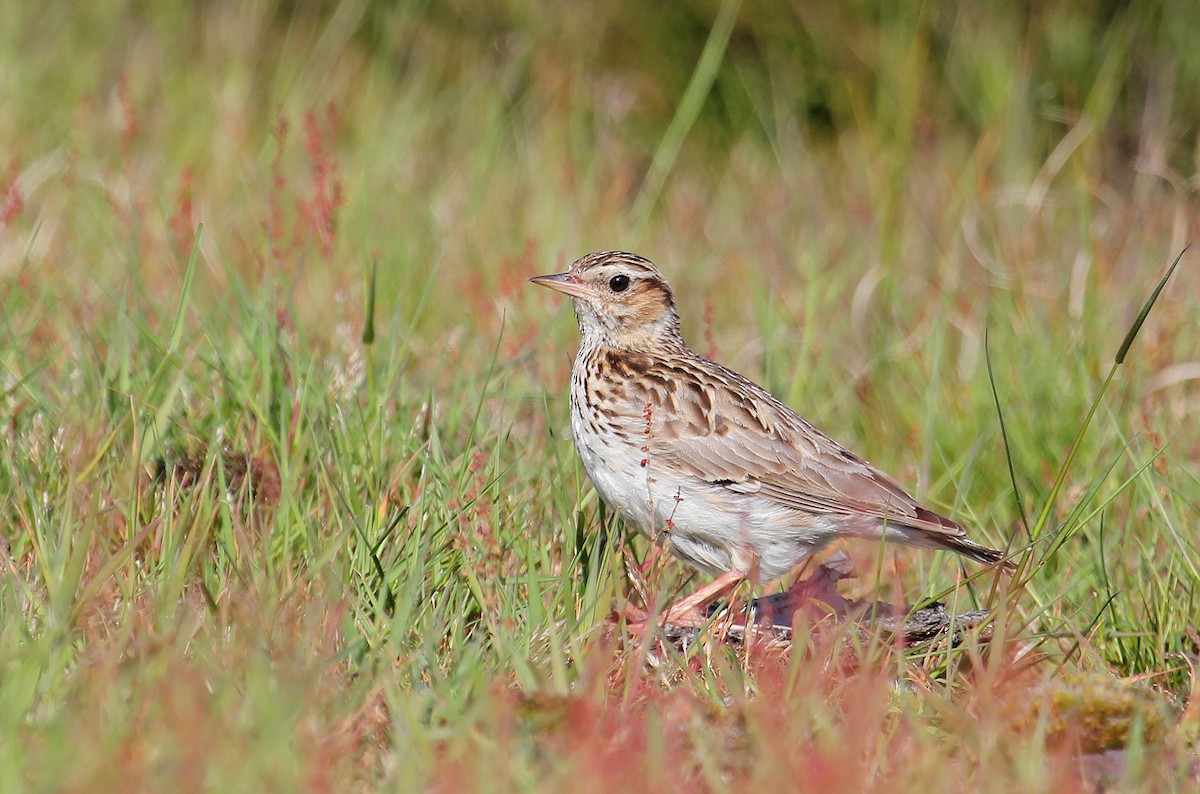 Wood Lark - ML622077653