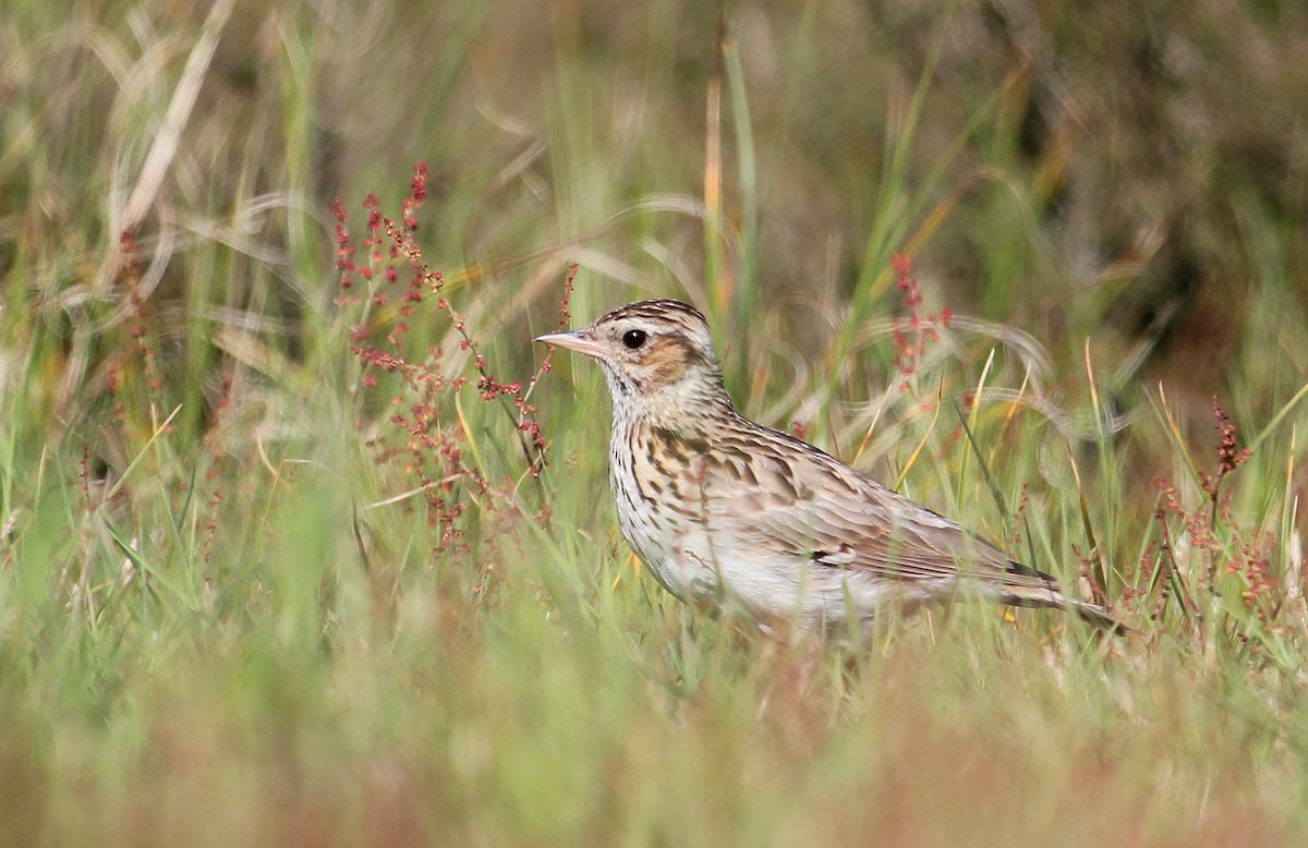 Wood Lark - ML622077662