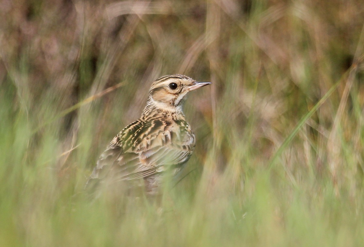 Wood Lark - ML622077663