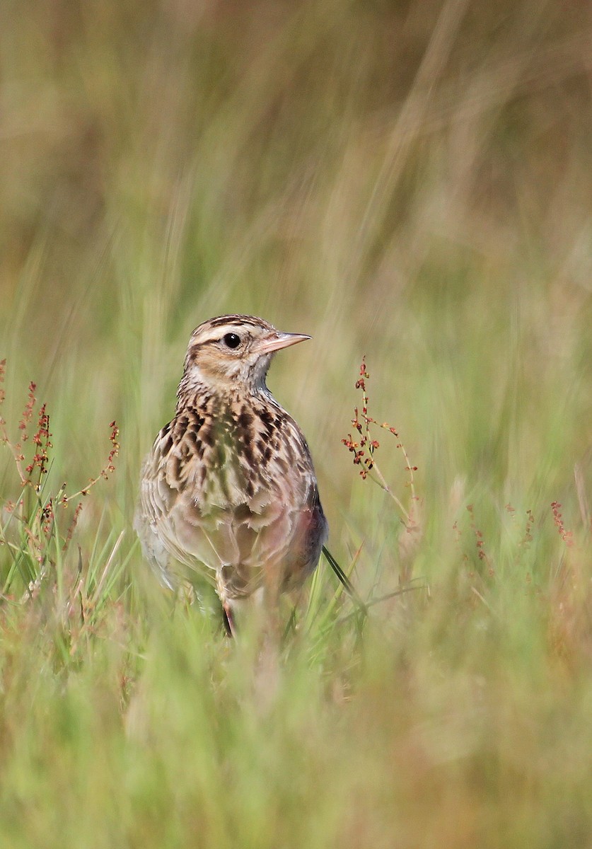 Wood Lark - ML622077664