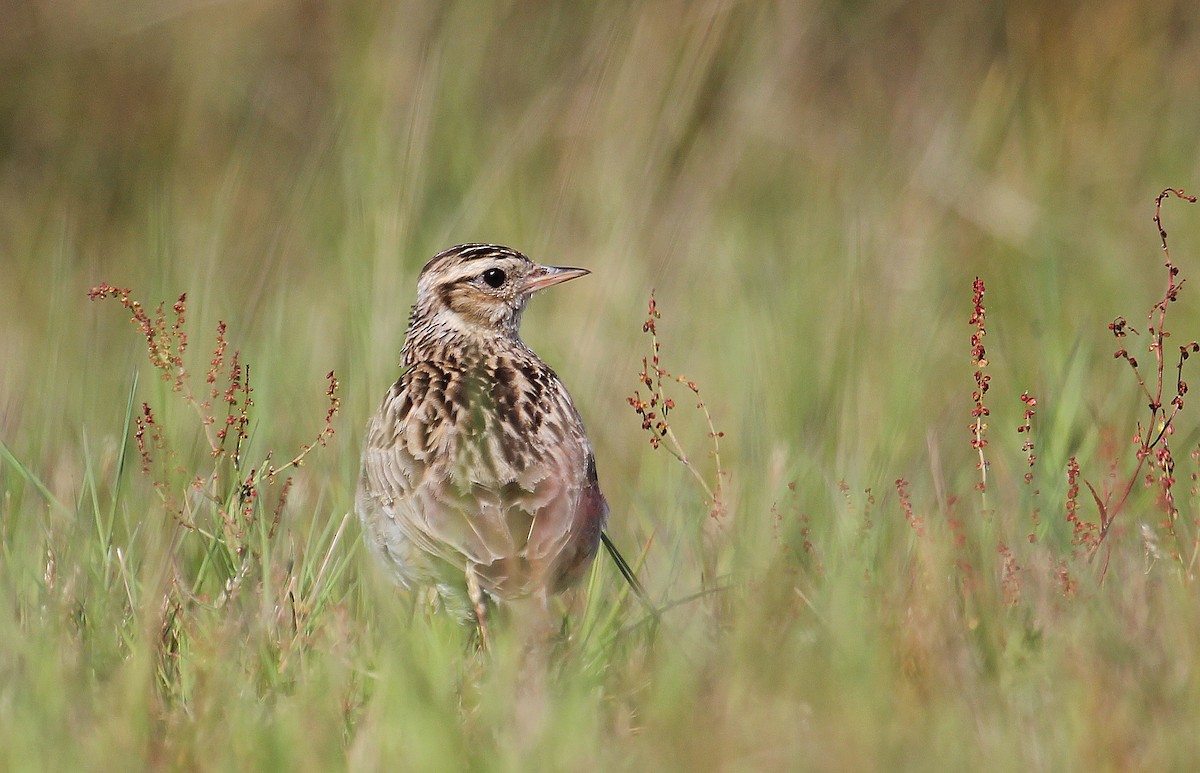 Wood Lark - ML622077665