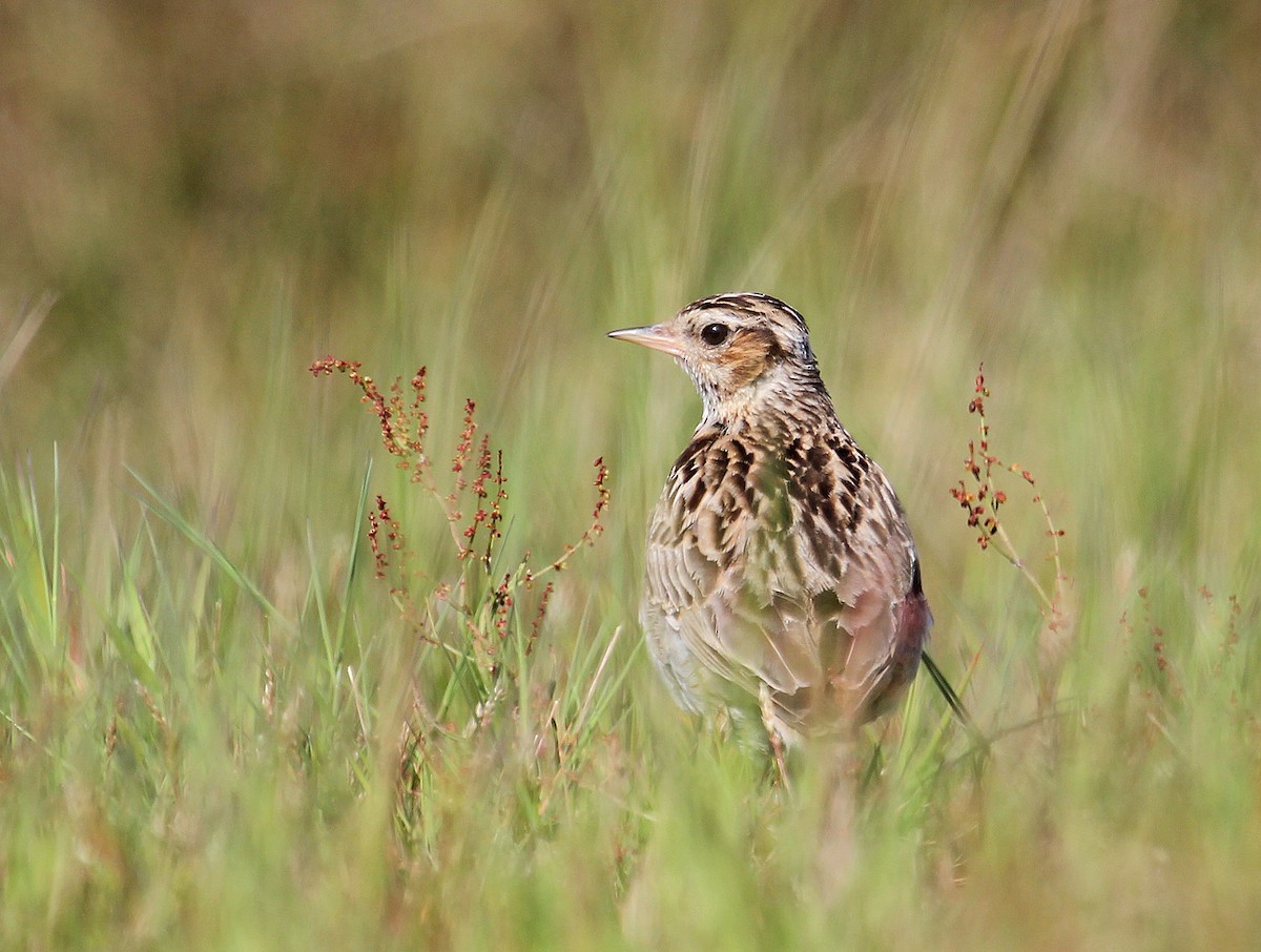 Wood Lark - ML622077666