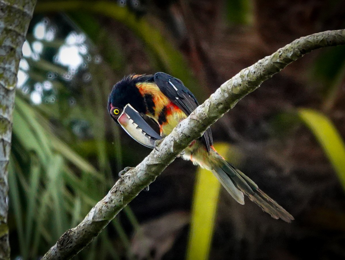 Collared Aracari - ML622077678