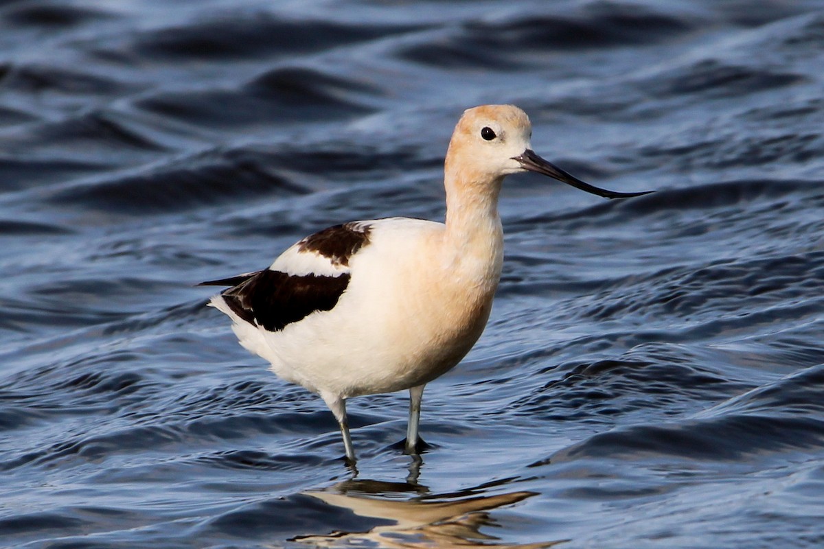 Avocette d'Amérique - ML622077698