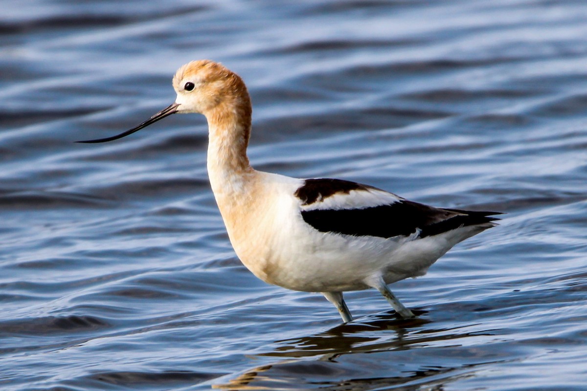 Avocette d'Amérique - ML622077699