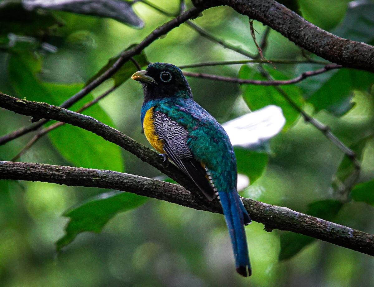 trogon modroocasý - ML622077701