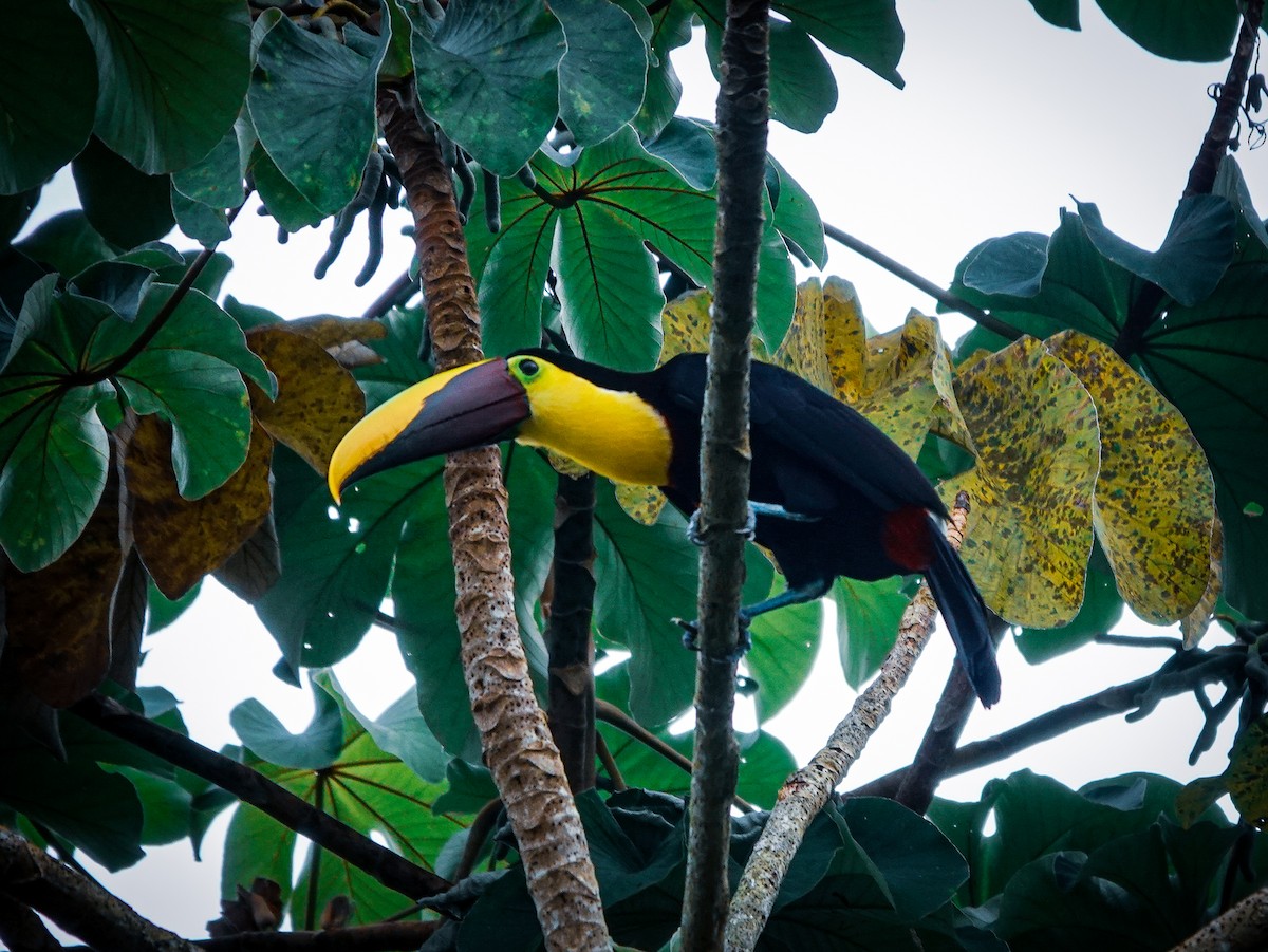 Yellow-throated Toucan - ML622077702