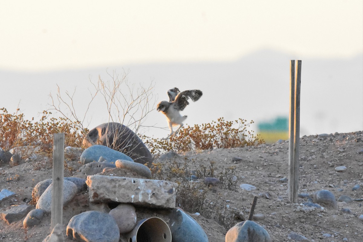 Chevêche des terriers (hypugaea/rostrata) - ML622077714