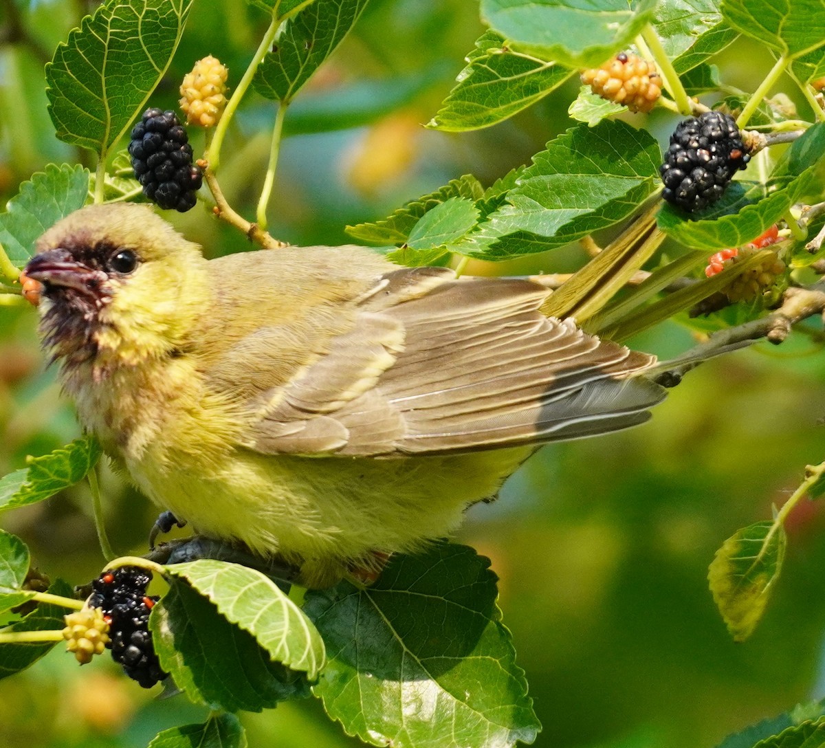 Orchard Oriole - ML622077727