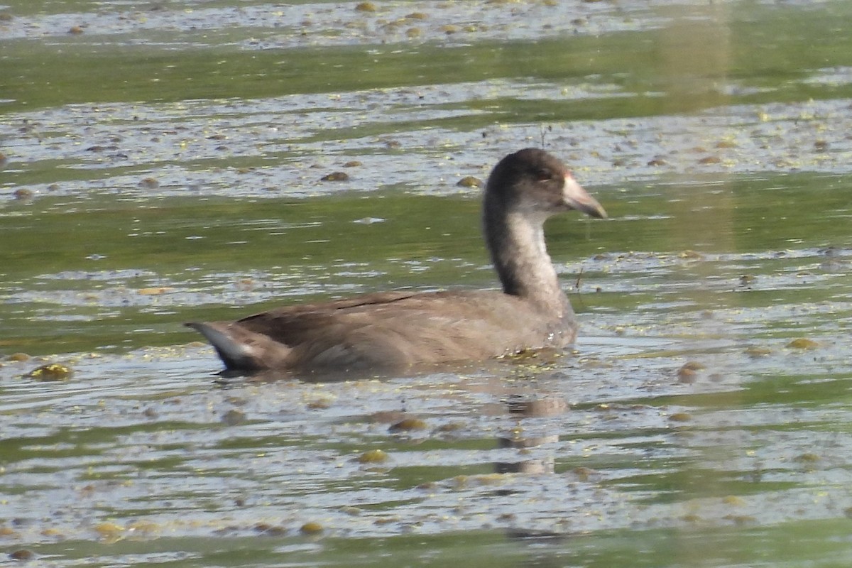 American Coot - ML622077731