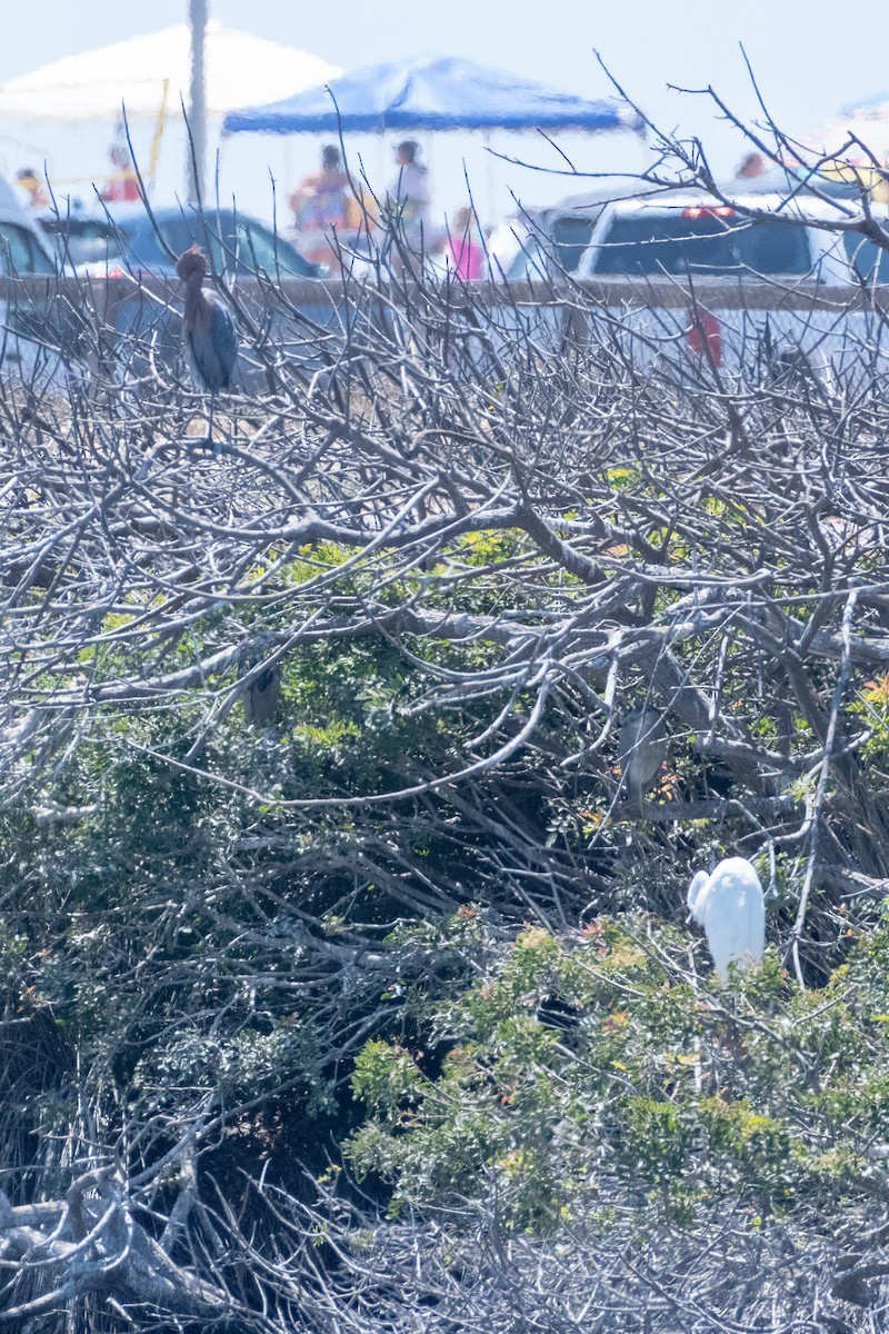 Black-crowned Night Heron - ML622077732