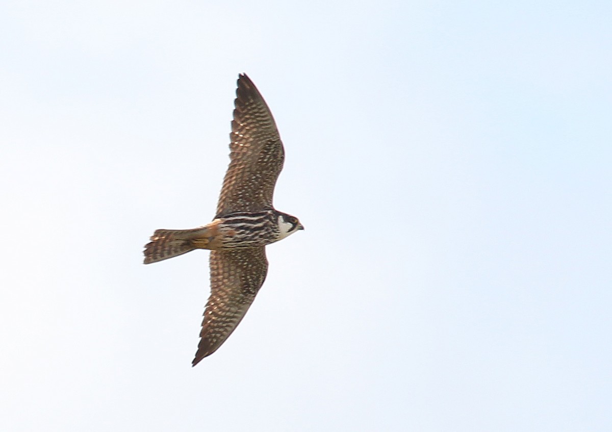 Eurasian Hobby - ML622077734