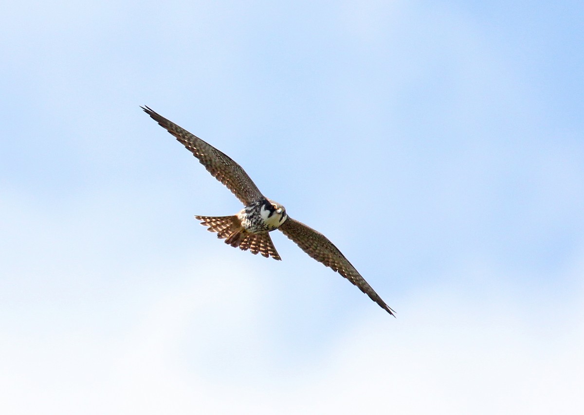 Eurasian Hobby - ML622077735