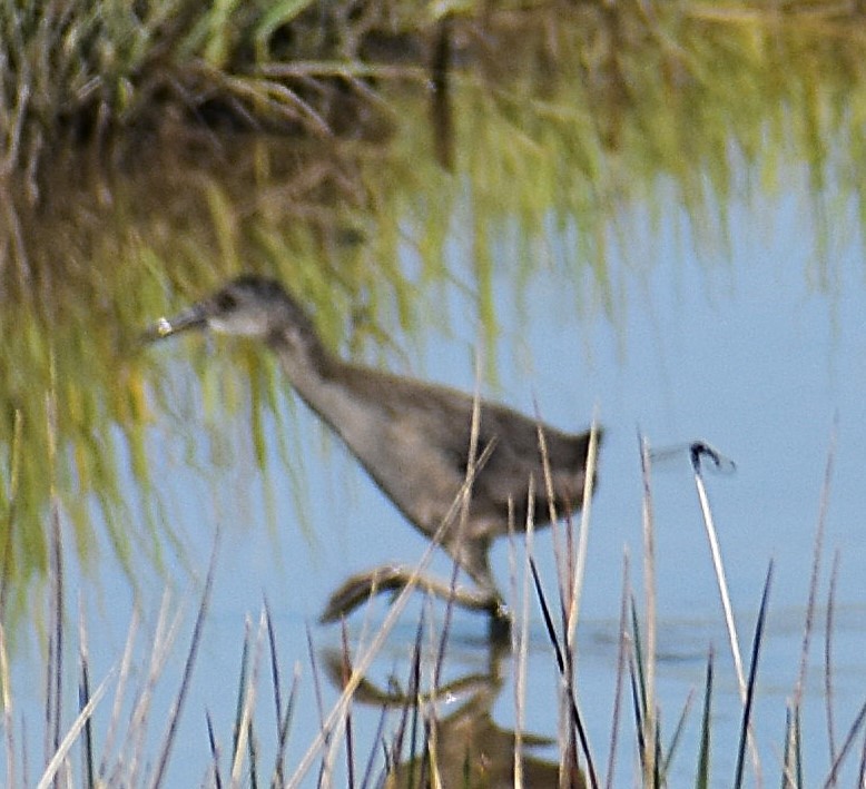 Clapper Rail - ML622077736