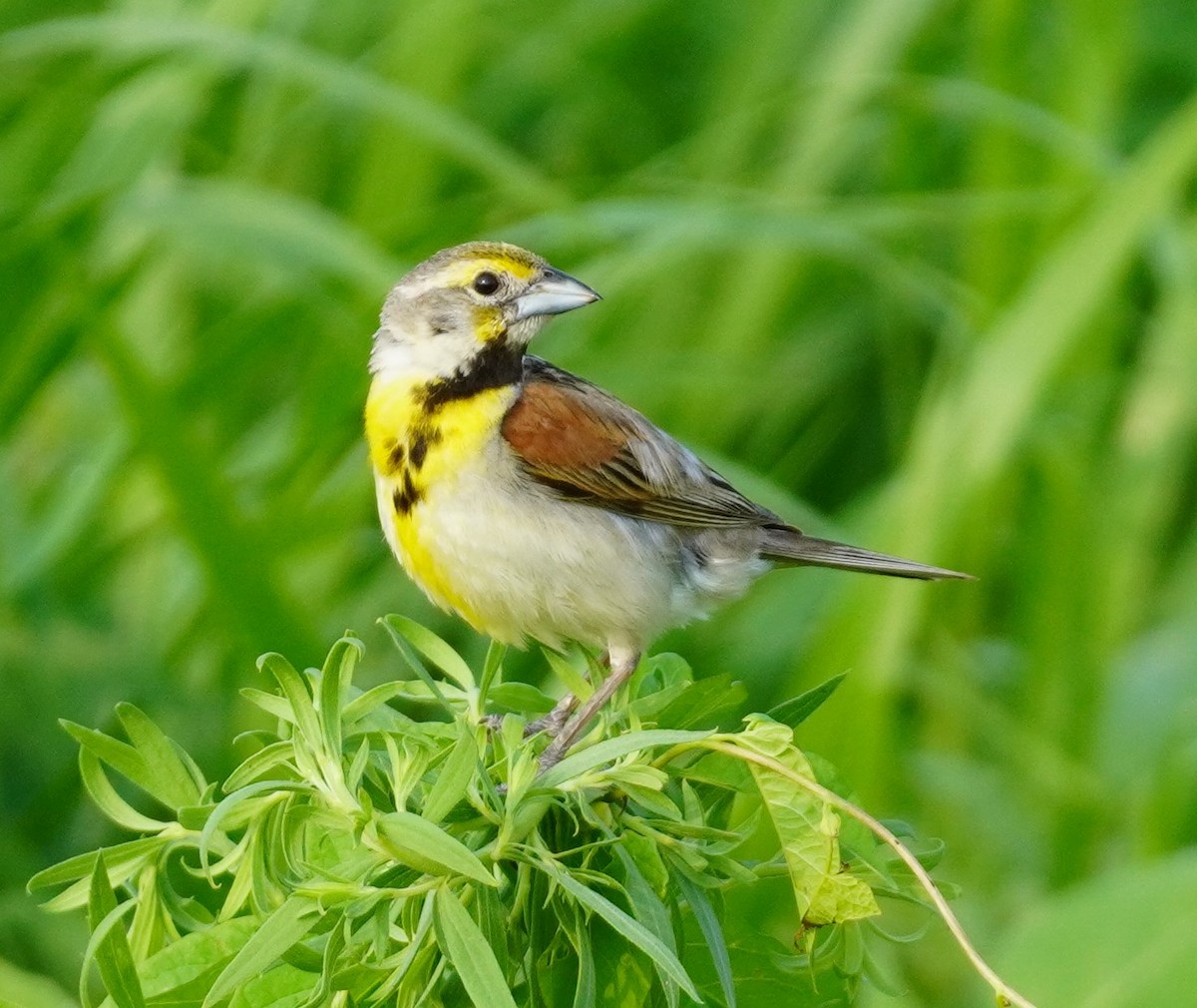 Dickcissel - ML622077737