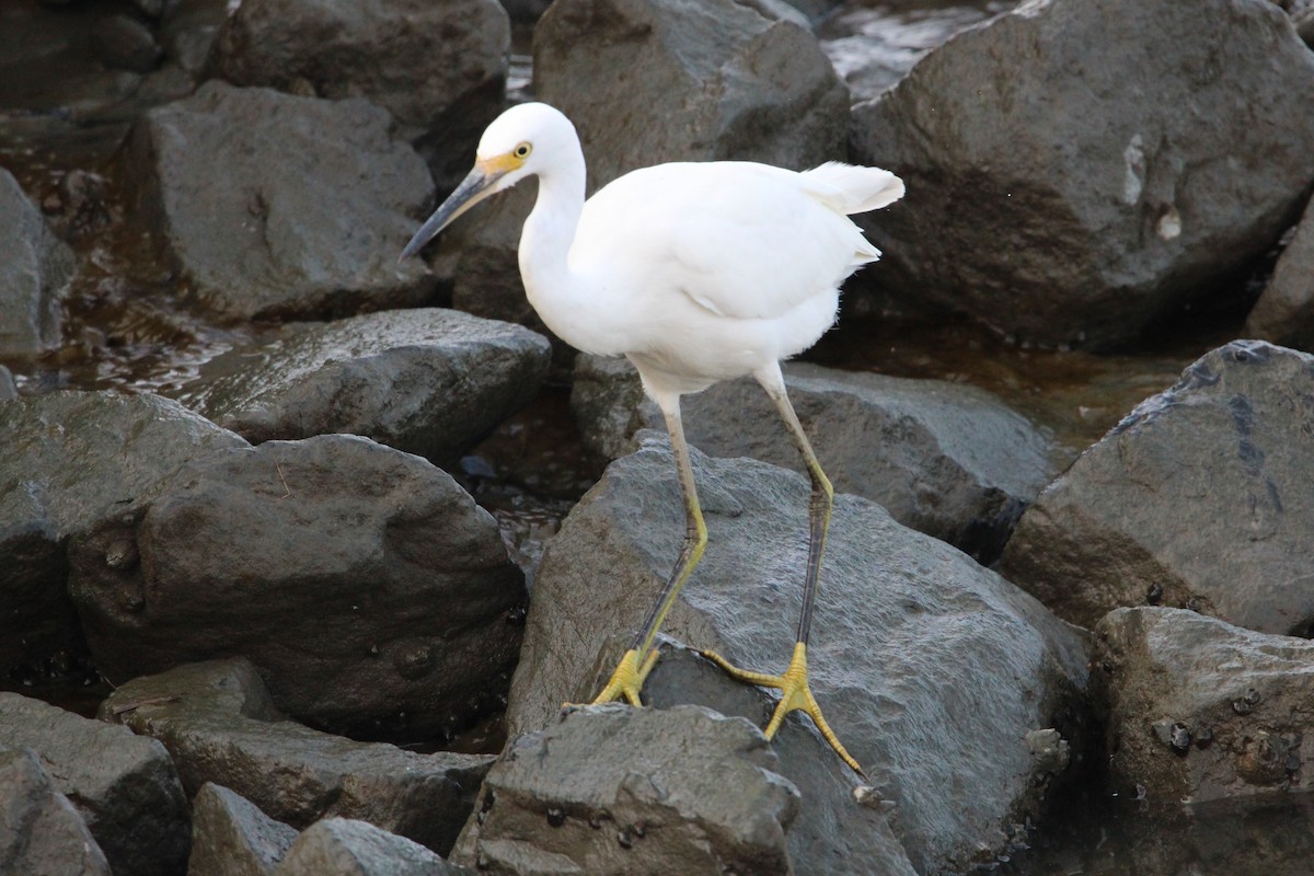 Snowy Egret - ML622077738