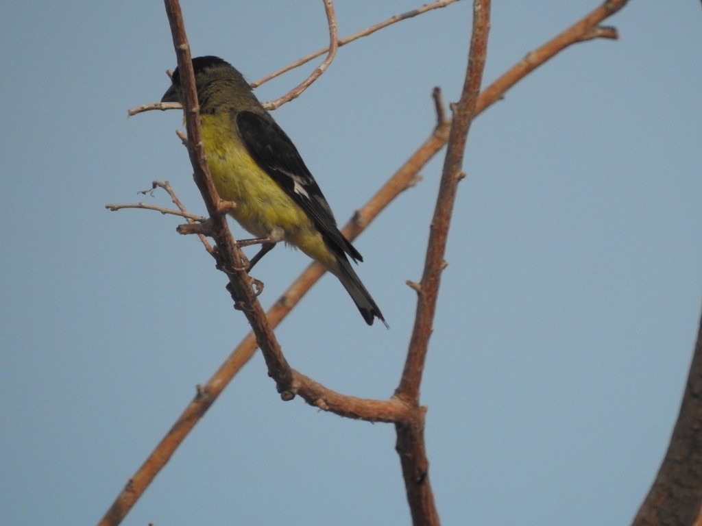 Lesser Goldfinch - Karen Smart