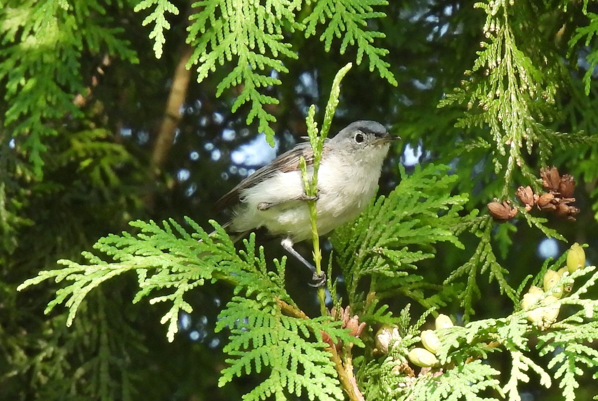 Blue-gray Gnatcatcher - ML622077741