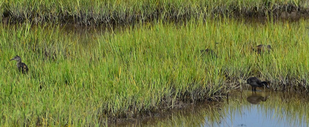 Clapper Rail - ML622077742