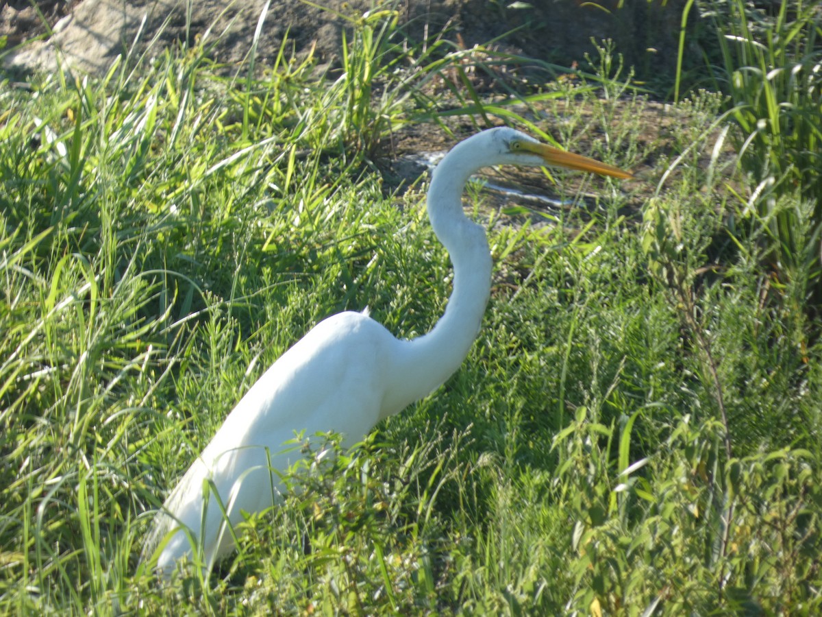 Great Egret - ML622077744