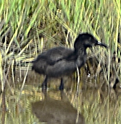 Clapper Rail - ML622077745