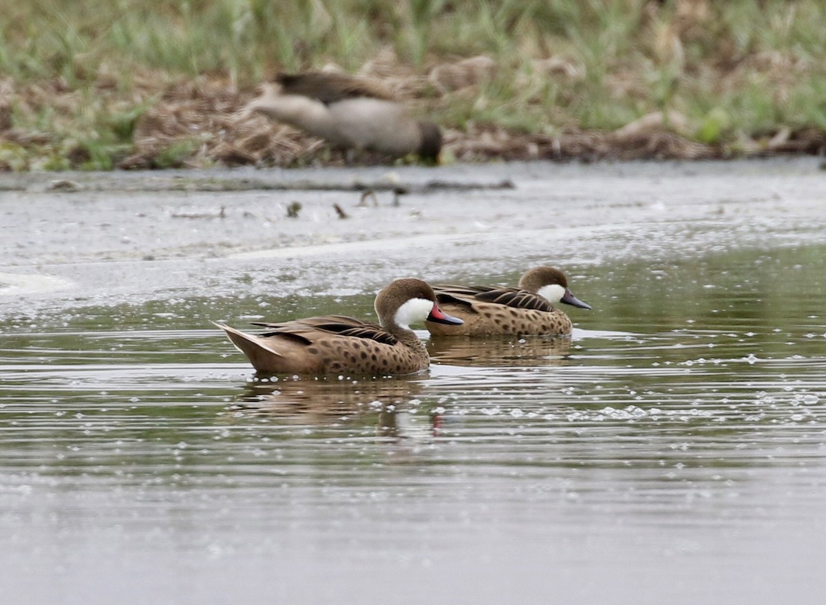 White-cheeked Pintail - ML622077746