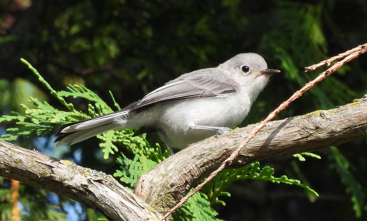 Blue-gray Gnatcatcher - ML622077747