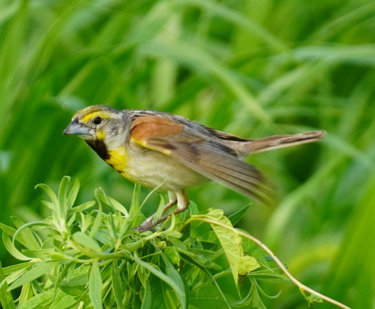 Dickcissel - ML622077748