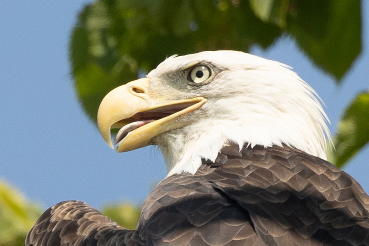 Bald Eagle - ML622077749