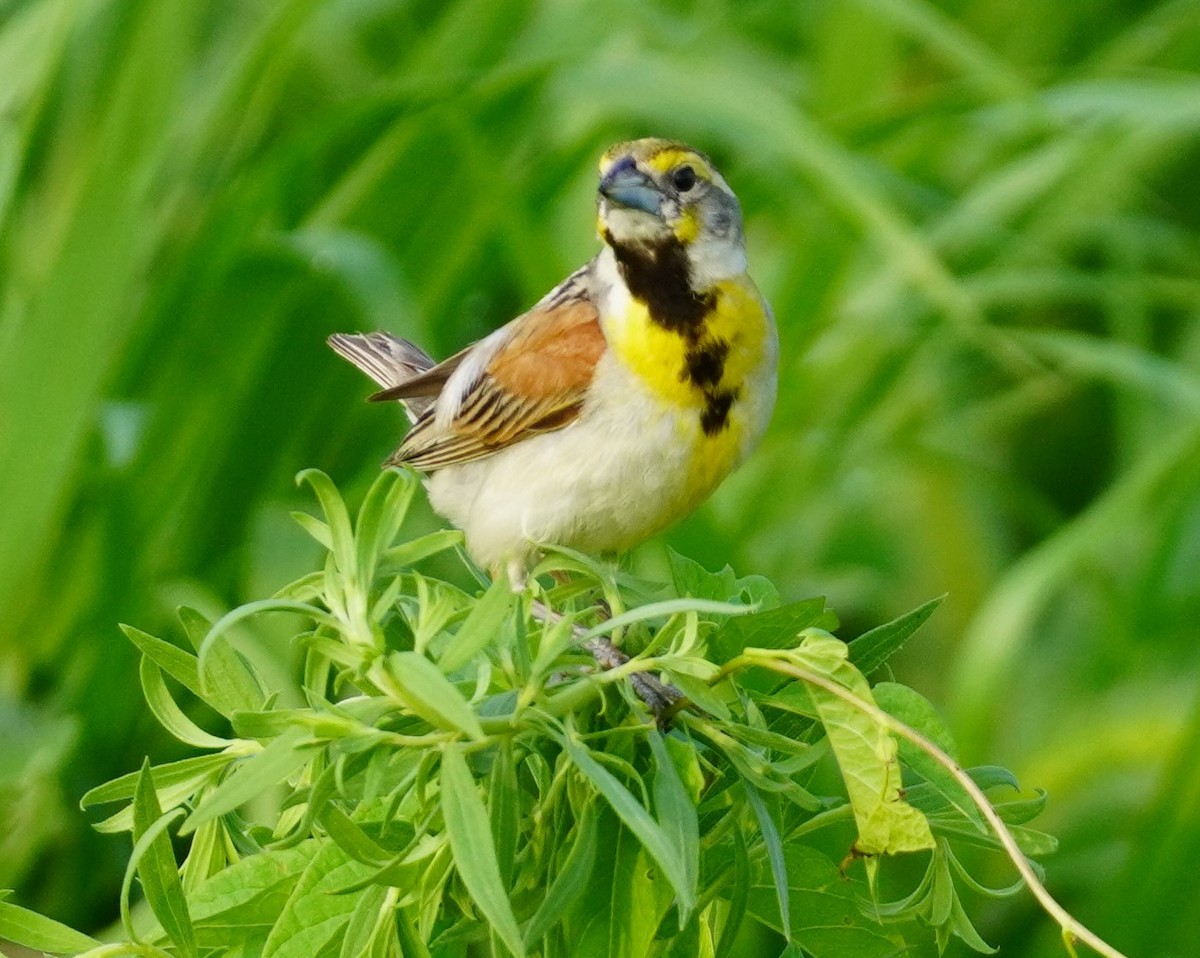 Dickcissel - ML622077751