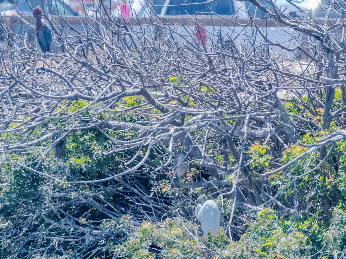 Reddish Egret - ML622077752