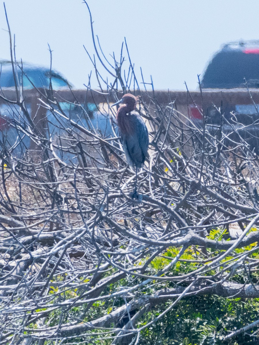 Reddish Egret - James Kendall