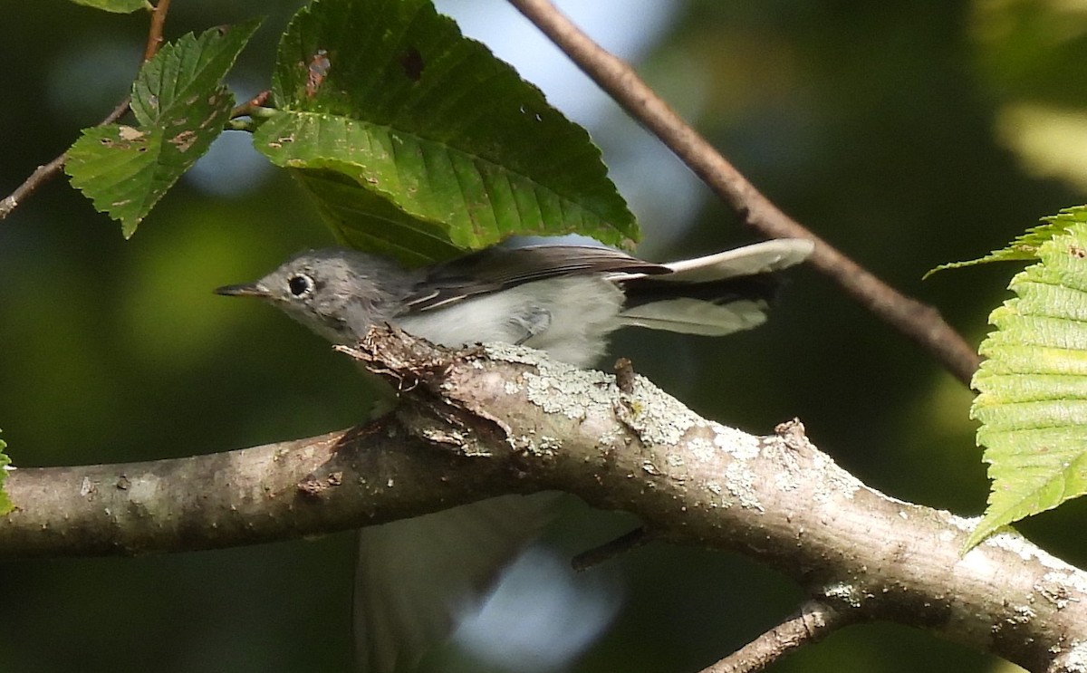 Blue-gray Gnatcatcher - ML622077757