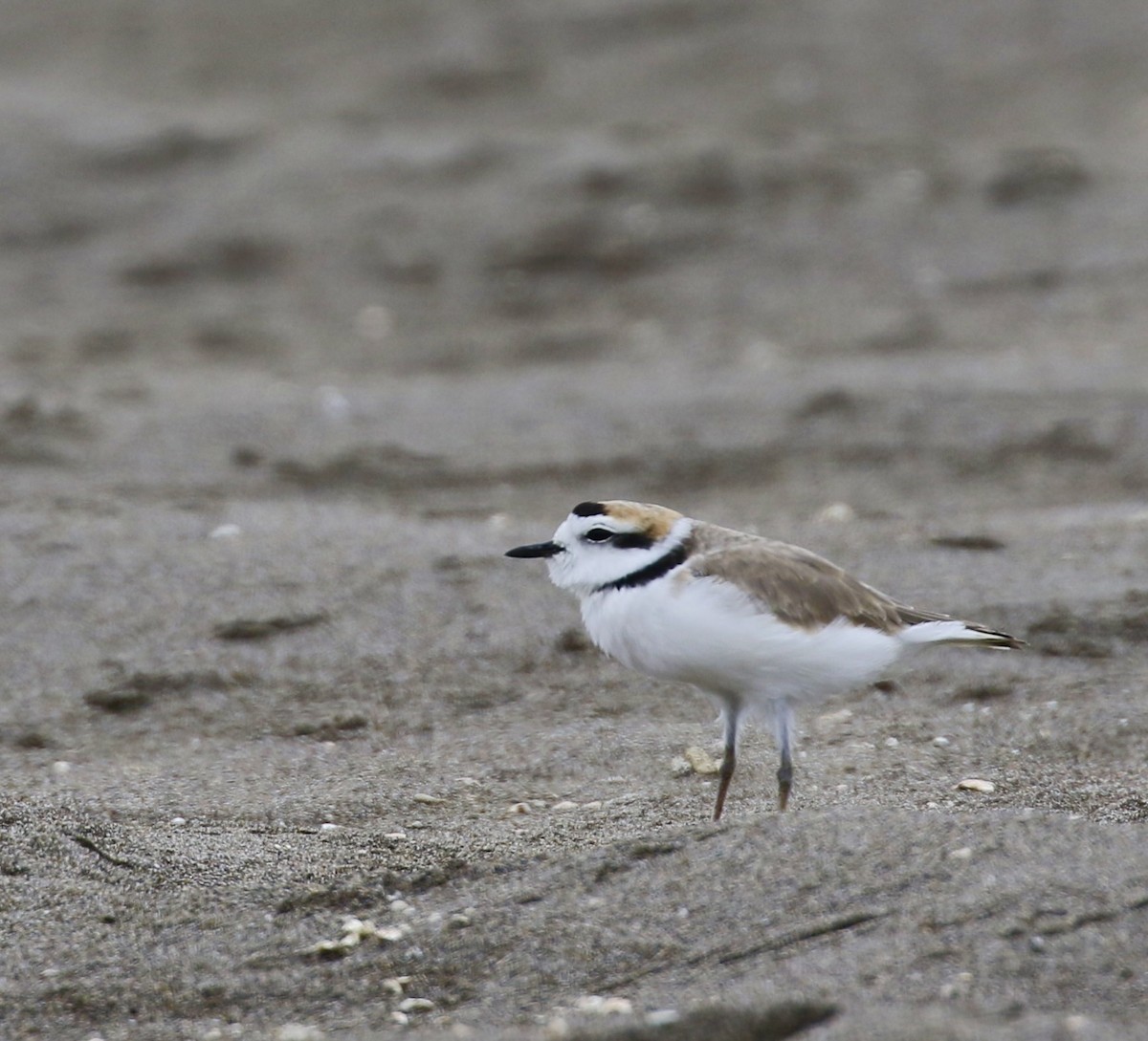 Snowy Plover - Eddy Edwards