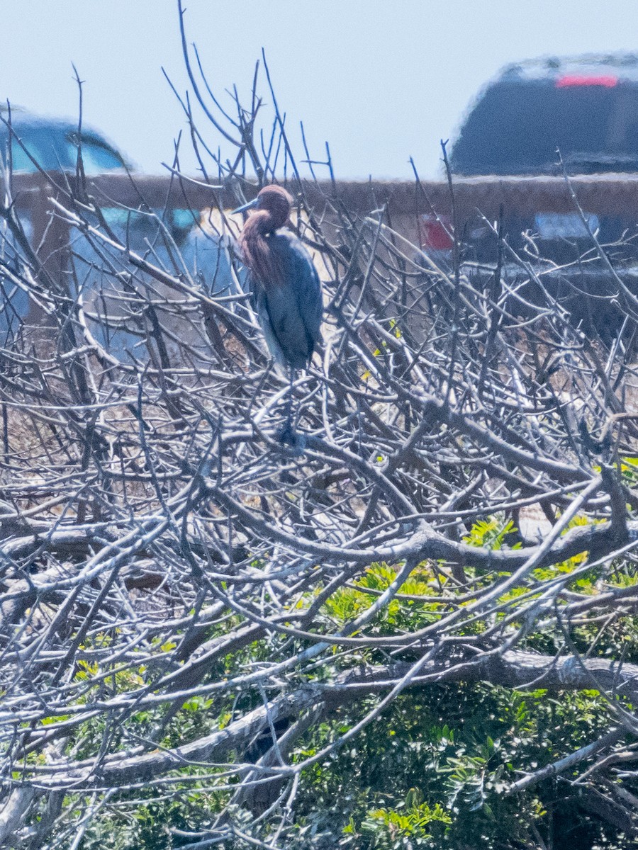 Reddish Egret - ML622077759