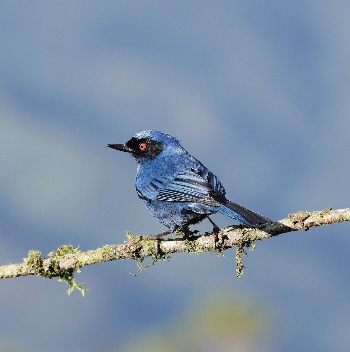 Masked Flowerpiercer - ML622077760