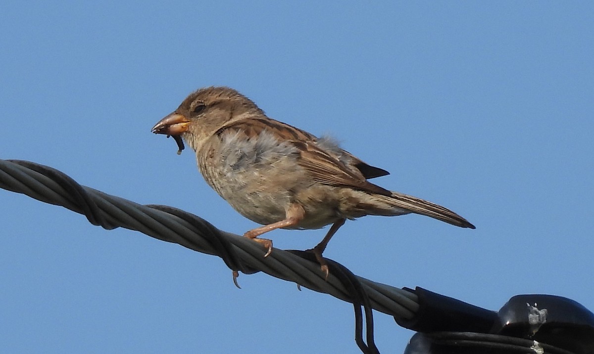 House Sparrow - ML622077764