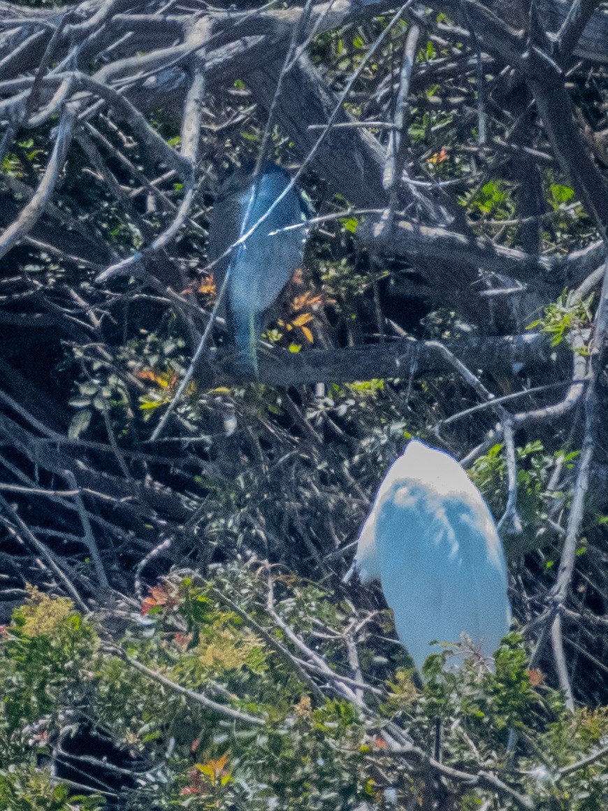 Black-crowned Night Heron - ML622077786