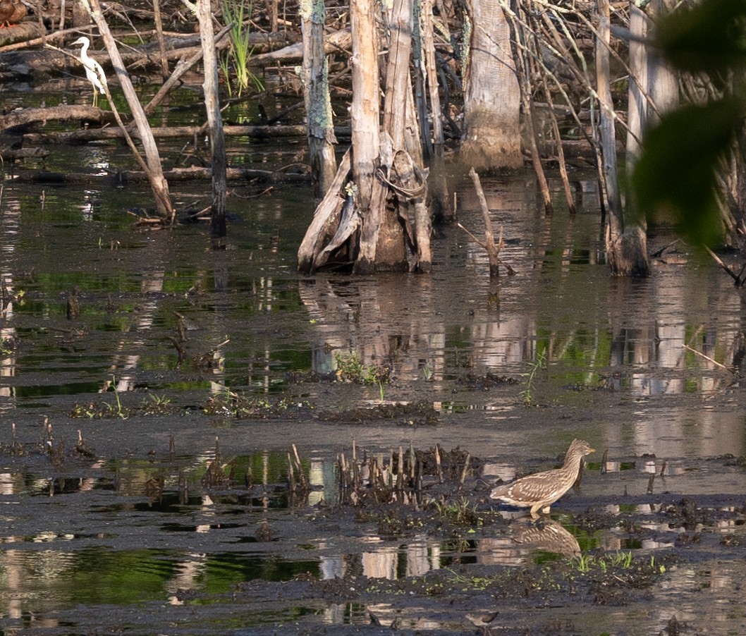 Black-crowned Night Heron - ML622077795