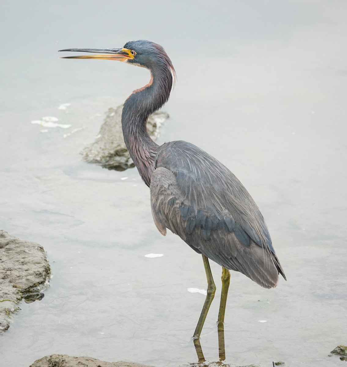 Tricolored Heron - ML622077798