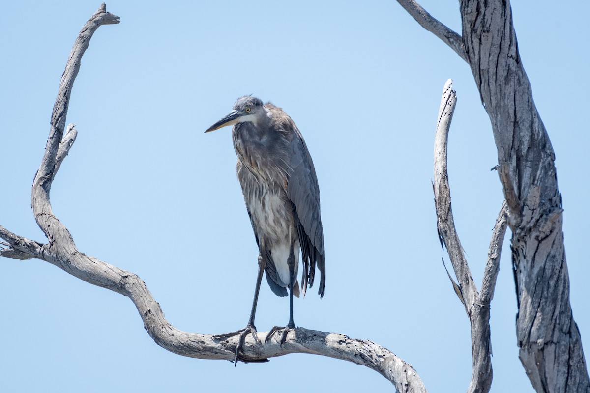 Great Blue Heron - James Kendall