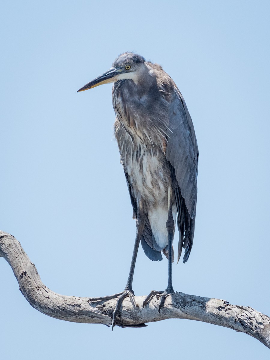 Garza Azulada - ML622077800