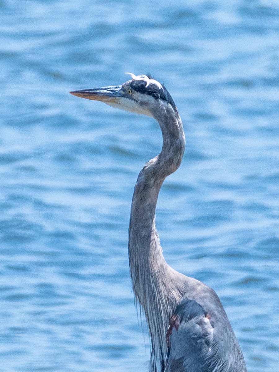 Garza Azulada - ML622077804